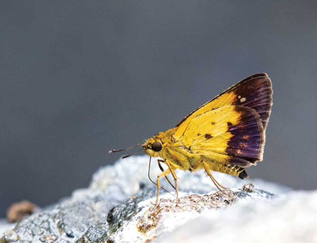 Butterfly Bhutan